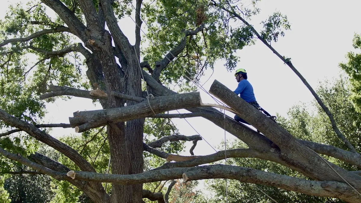 Professional Hazardous Tree Removal performed by certified arborists in Camp Grove